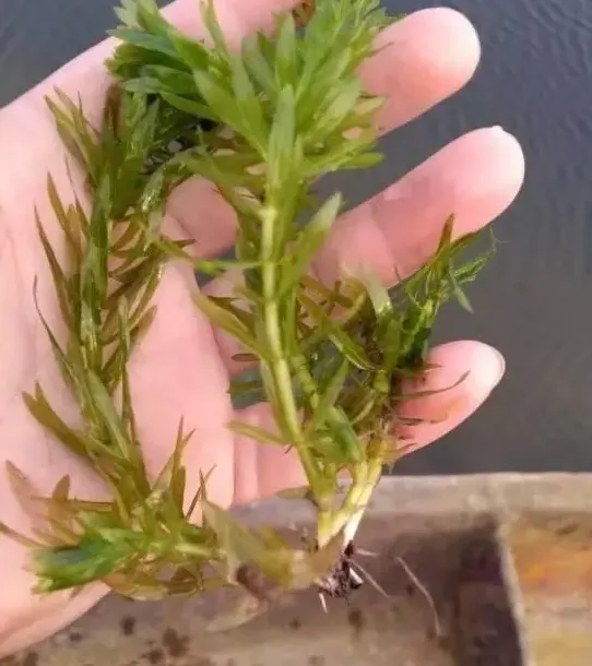 青苔药使用过量杀伤河蟹塘水草处理案例