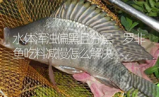水体浑浊偏黑且分层 罗非鱼吃料减慢怎么解决 | 淡水养殖