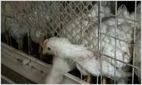 养肉杂鸡赚钱吗？肉杂鸡养殖成本及利润、前景 | 养殖动物技术