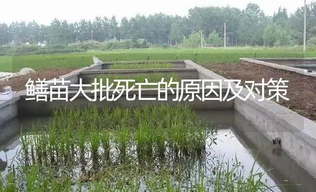 鳝苗大批死亡的原因及对策 | 淡水养殖