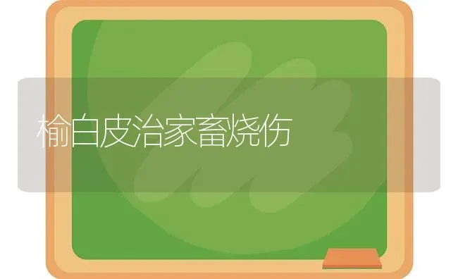 榆白皮治家畜烧伤 | 家畜养殖