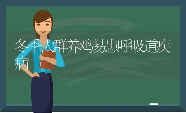 冬季大群养鸡易患呼吸道疾病 | 家禽养殖