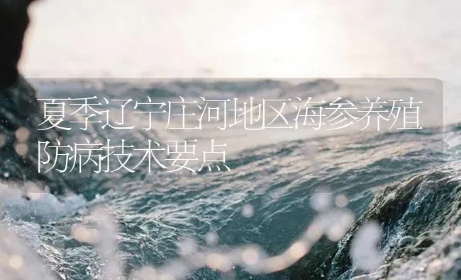 夏季辽宁庄河地区海参养殖防病技术要点 | 海水养殖