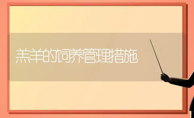 羔羊的饲养管理措施 | 家畜养殖