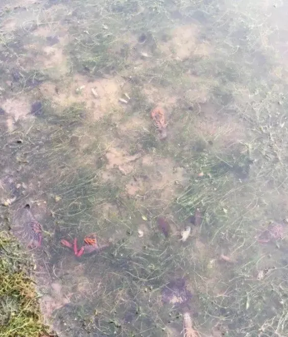 梅雨将至，梅雨季节将成为压垮小龙虾的最后一根稻草？