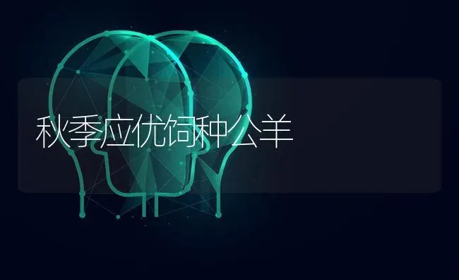 秋季应优饲种公羊 | 家畜养殖