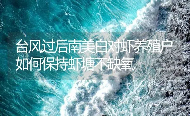 台风过后南美白对虾养殖户如何保持虾塘不缺氧 | 海水养殖