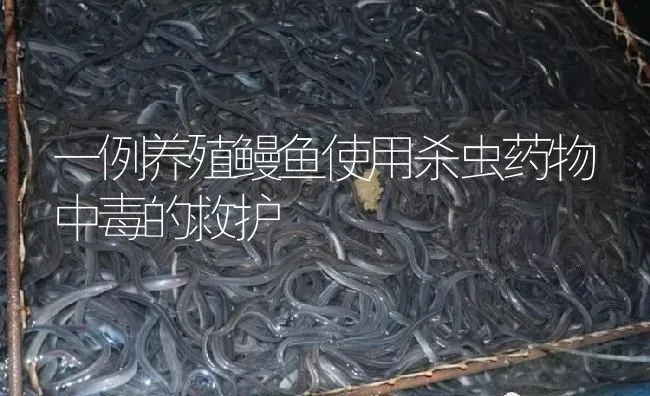 一例养殖鳗鱼使用杀虫药物中毒的救护 | 养殖病虫害防治
