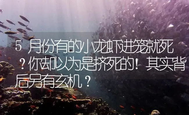 5月份有的小龙虾进笼就死？你却以为是挤死的！其实背后另有玄机？ | 海水养殖