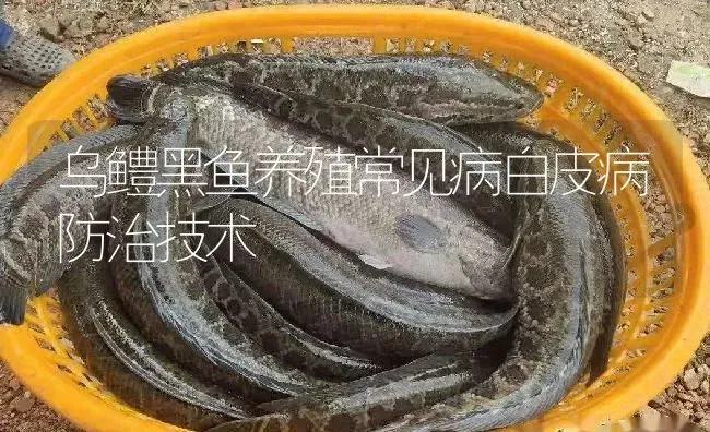 乌鳢黑鱼养殖常见病白皮病防治技术 | 淡水养殖