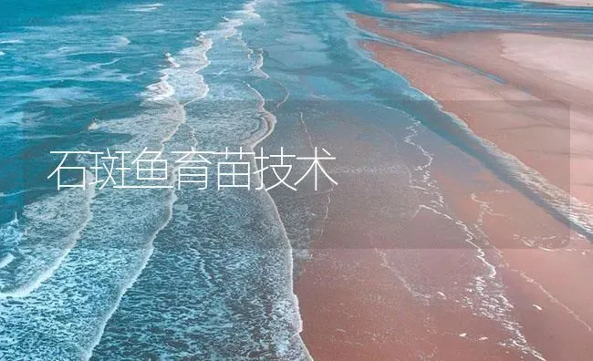 石斑鱼育苗技术 | 海水养殖