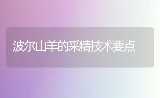 波尔山羊的采精技术要点 | 家畜养殖