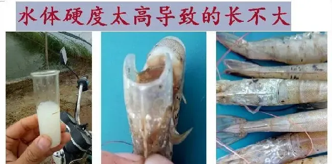 水产养殖户滥用常量元素和微量元素可能会有后患