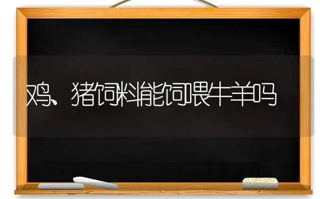 鸡、猪饲料能饲喂牛羊吗 | 家畜养殖