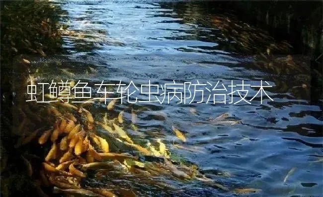 虹鳟鱼车轮虫病防治技术 | 淡水养殖