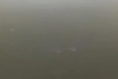 【海蜇专题】如何提高海蜇放苗成活率