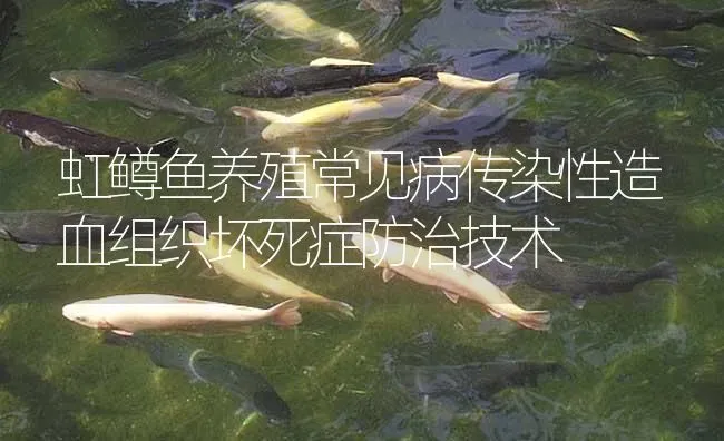 虹鳟鱼养殖常见病传染性造血组织坏死症防治技术 | 淡水养殖
