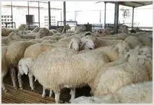 肉羊养殖生长慢的原因及对策 | 养殖动物技术