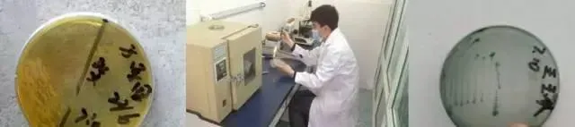 弧菌在生态平衡中的作用与防控策略—谈谈对弧菌的认识