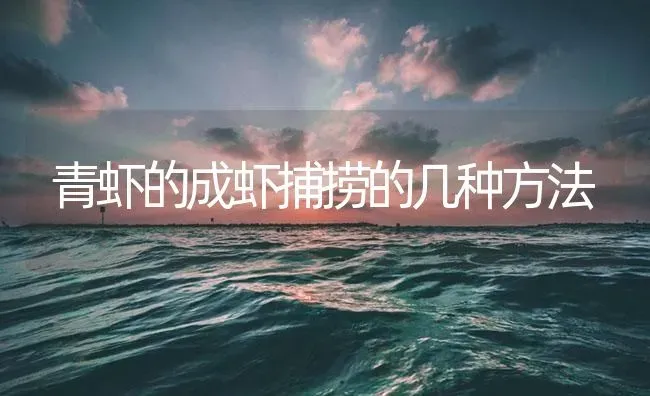 青虾的成虾捕捞的几种方法 | 海水养殖