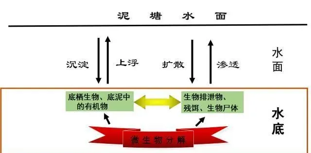 池塘底质如何物质循环，提倡科学改底？