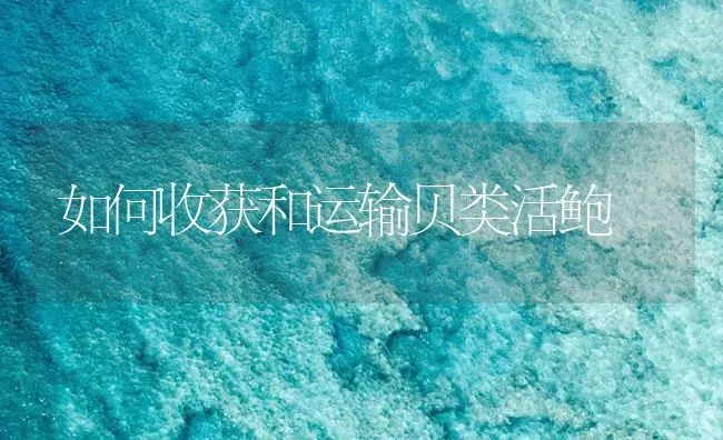 如何收获和运输贝类活鲍 | 海水养殖