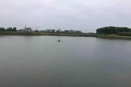 黄颡鱼水花放苗前PH过高的处理办法
