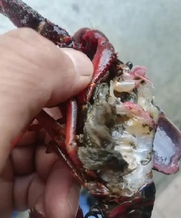 梅雨将至，梅雨季节将成为压垮小龙虾的最后一根稻草？