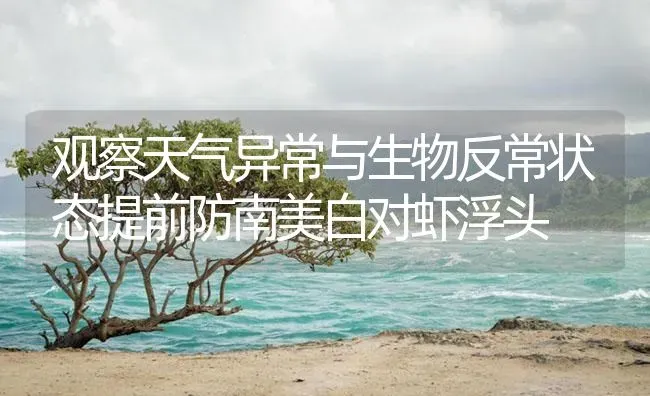 观察天气异常与生物反常状态提前防南美白对虾浮头 | 海水养殖