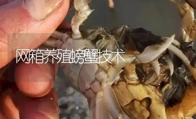 网箱养殖螃蟹技术 | 淡水养殖