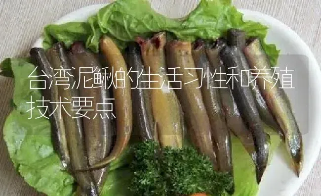 台湾泥鳅的生活习性和养殖技术要点 | 淡水养殖