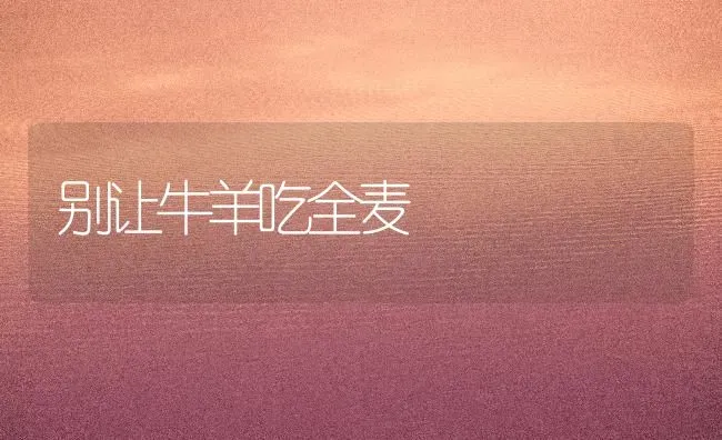 别让牛羊吃全麦 | 家畜养殖