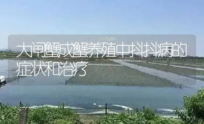 大闸蟹成蟹养殖中抖抖病的症状和治疗 | 淡水养殖