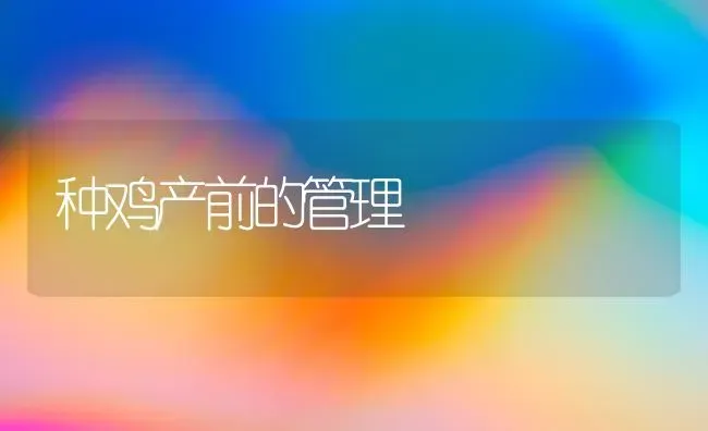 种鸡产前的管理 | 家禽养殖