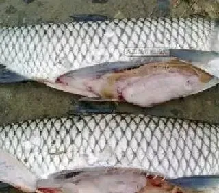 鱼类肝胆综合症的症状、发病原因及防控措施