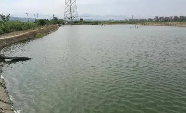 池塘又绿了—看蓝藻的实战案例处理方法