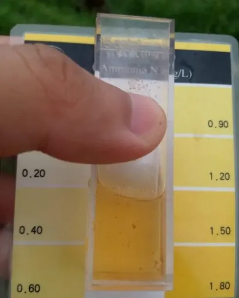 氨氮4.5的池塘里白鲢鱼中毒死亡，还有的救吗？