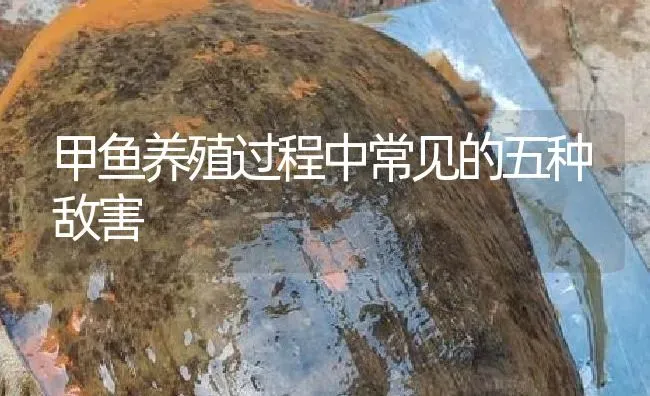 甲鱼养殖过程中常见的五种敌害 | 淡水养殖