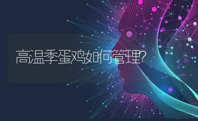 高温季蛋鸡如何管理？ | 家禽养殖
