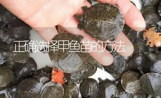 正确选择甲鱼苗的方法 | 淡水养殖