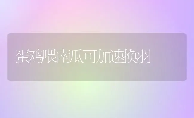 蛋鸡喂南瓜可加速换羽 | 家禽养殖