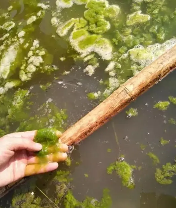冬天龙虾塘里的青苔还有好处？那我们要不要处理青苔了？