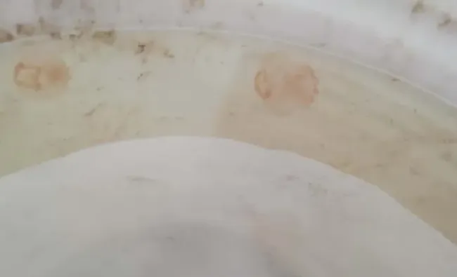 【海蜇专题】如何提高海蜇放苗成活率