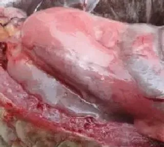 鱼类肝胆综合症的症状、发病原因及防控措施