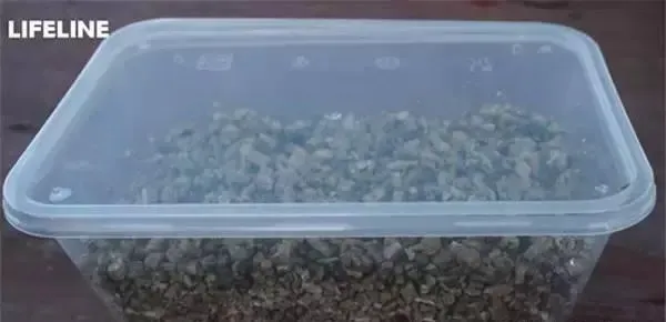 如何用LIFELINE孵化箱挑战高孵化要求的龟苗？