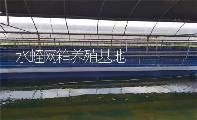 水蛭网箱养殖基地 | 特种养殖