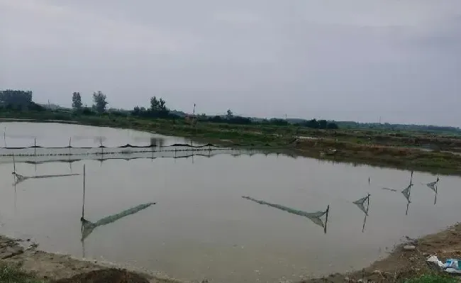 梅雨将至，梅雨季节将成为压垮小龙虾的最后一根稻草？