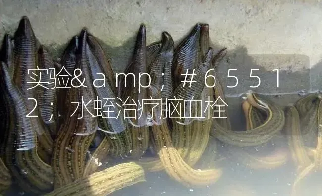 实验￨水蛭治疗脑血栓 | 特种养殖