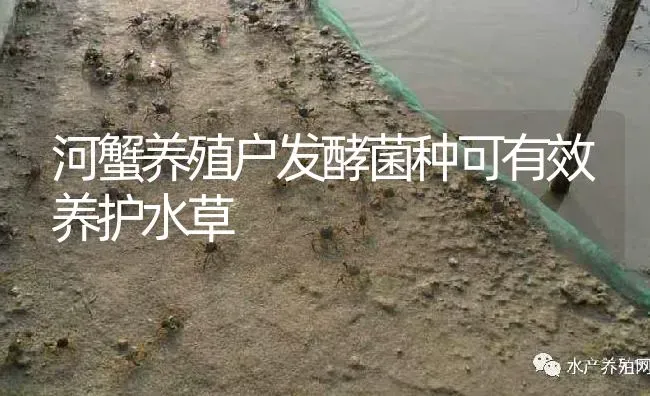 河蟹养殖户发酵菌种可有效养护水草 | 淡水养殖