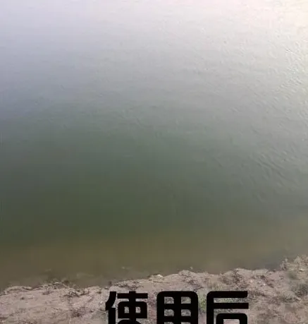 有蓝藻的南美白对虾池塘如何成功肥水？